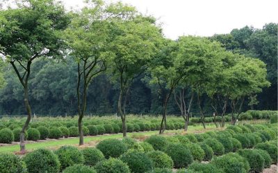 Bäume, Sträucher, Staudenpflanzen Für Ihren Traumgarten