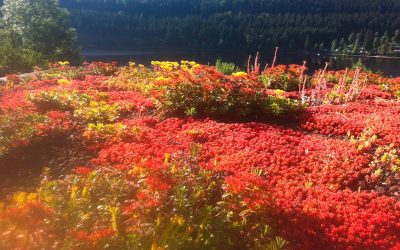 Dachbegrünung – Der Kleine Garten Auf Dem Hausdach
