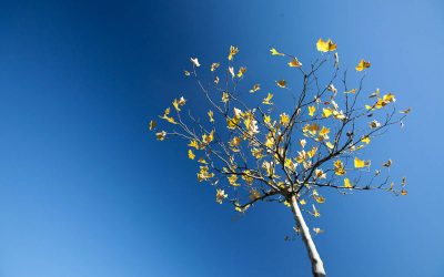 Obstbäume Kalken – Schutz Vor Schädlingen