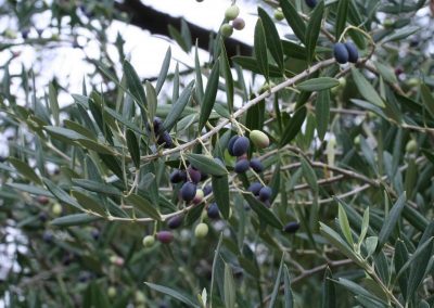 Detailaufnahme Des Olivenbaums
