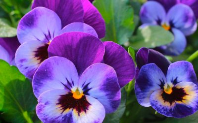Den Frühling Mit Veilchen Begrüßen