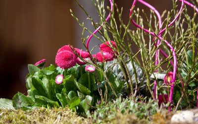 Die Beliebtesten Blumen Und Ihre Bedeutungen
