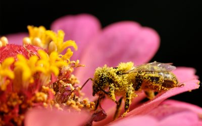 4 Tipps Für Einen Gesunden Garten