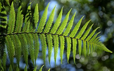 Schattige Standorte Im Garten Stilvoll Gestalten