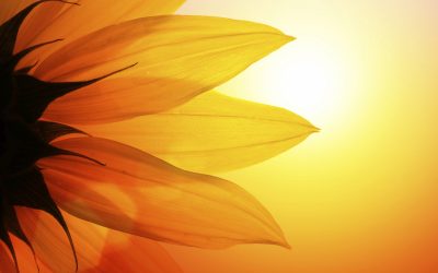 Mit Diesen 4 Tipps Überlebt Ihr Garten Die Urlaubszeit
