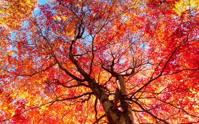 Herbstlaub Sinnvoll Weiter Verwenden