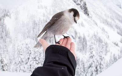 Vögel Im Winter