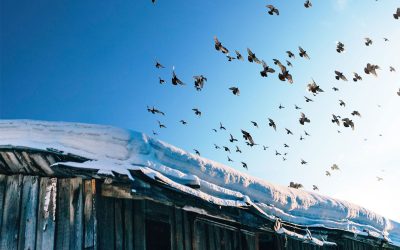 Bereiten Sie Ihren Garten Auf Den Winter Vor