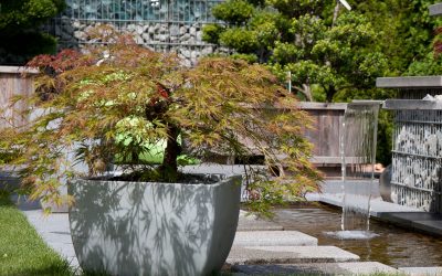 Bonsais – Gartenkunst Im Kleinen Topf