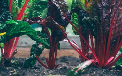 Gartentipps Für Den März