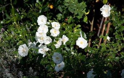 Gartenarbeiten Im August Und Spätsommer