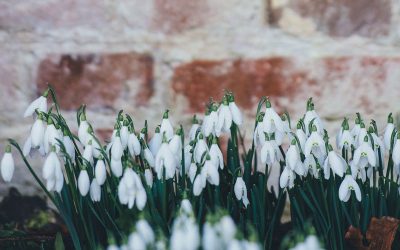 Winterharte Pflanzen Für Den Garten Im Winter