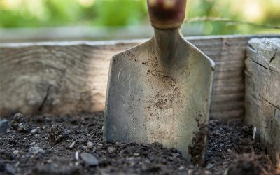 Gartentipps Für Den Februar