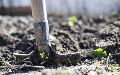 Gartentipps Für Einsteiger