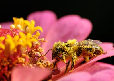 Biene Bei Der Nahrungsaufnahme