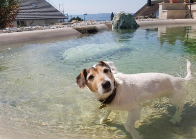 Flache Zone Des Biodesign Pool Ist Hundefreundlich