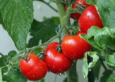 Tomaten Ausgießen Für Eine Bessere Ernte