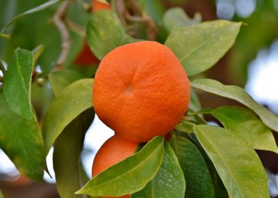 Orangenbäume Sicher Überwintern Und Pflegen